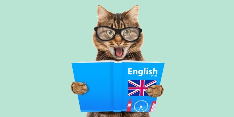 Nombres para gatas en inglés: ¡estos son los mejores!